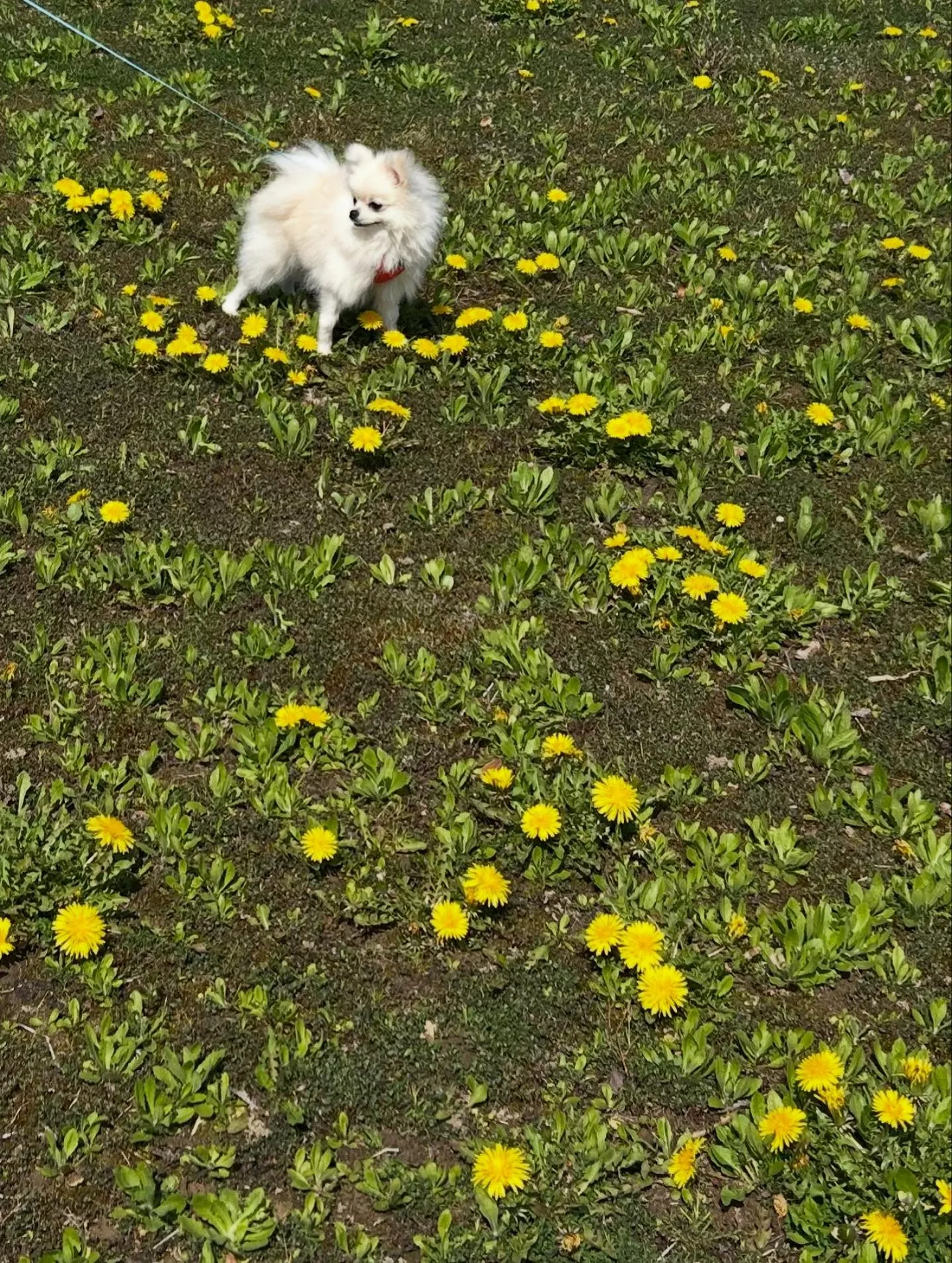 【かわいい】