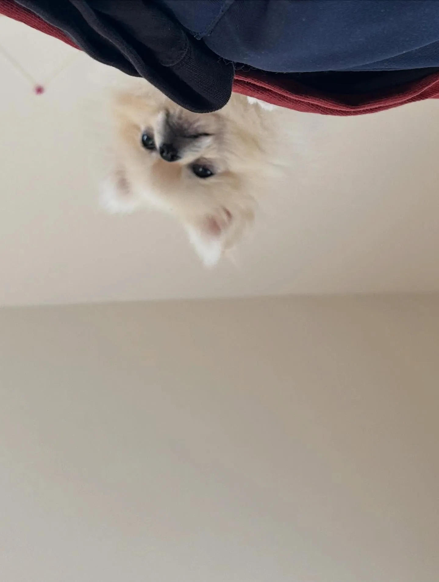 【かわいい】